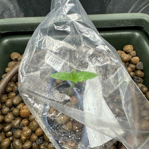 Mimosa x Orange Punch growlog timeline photo