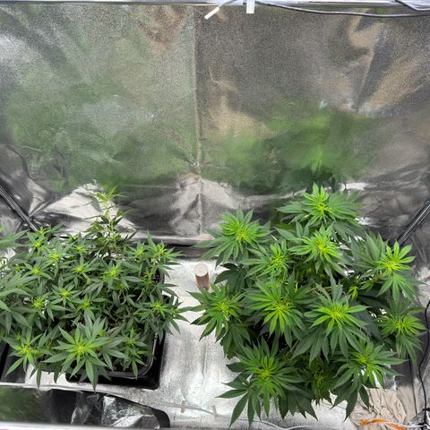 Tangerine Dream growlog timeline photo