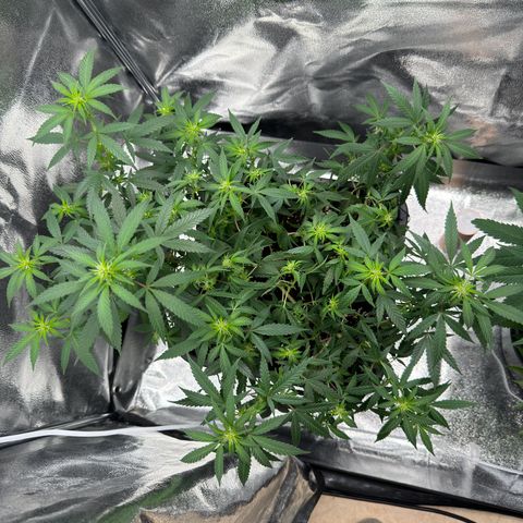 Tangerine Dream growlog timeline photo