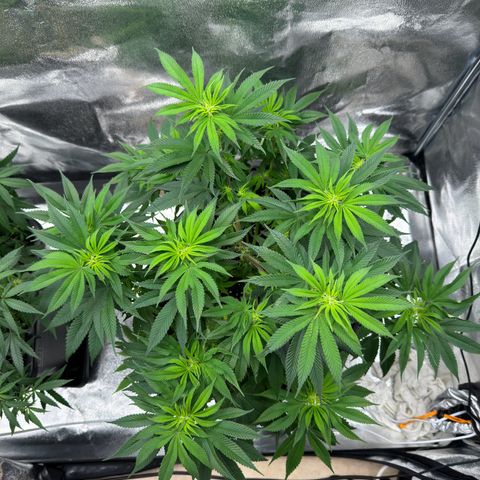 Pink Kush growlog timeline photo