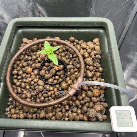 Mimosa x Orange Punch growlog timeline photo