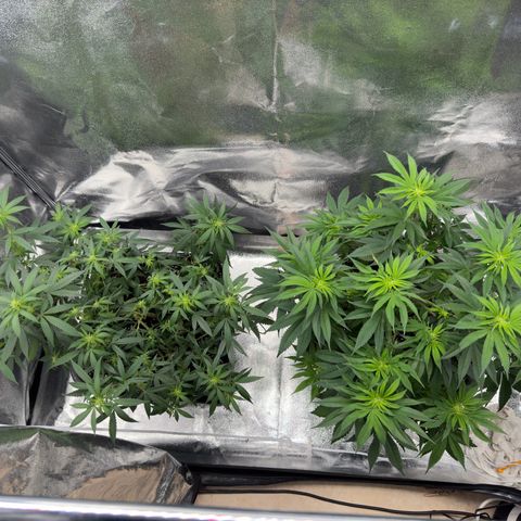 Tangerine Dream growlog timeline photo