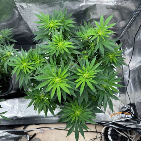 Pink Kush growlog timeline photo