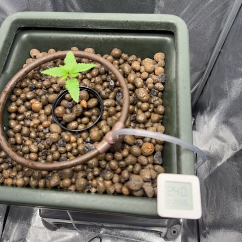 Mimosa x Orange Punch growlog timeline photo
