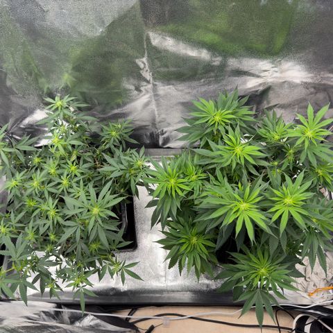 Tangerine Dream growlog timeline photo
