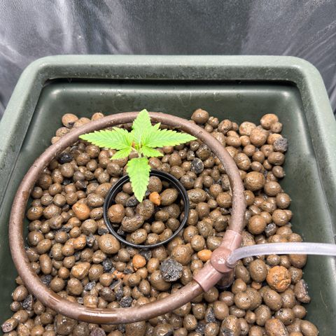 Mimosa x Orange Punch growlog timeline photo