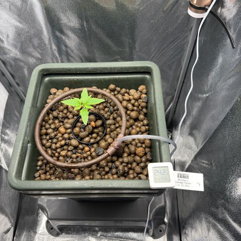 Mimosa x Orange Punch growlog timeline photo