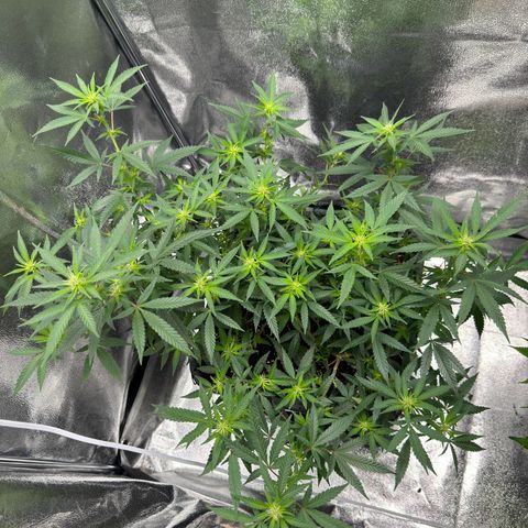 Tangerine Dream growlog timeline photo