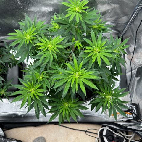 Pink Kush growlog timeline photo