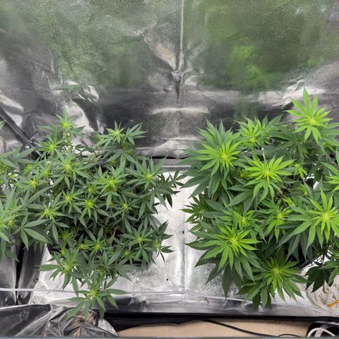 Tangerine Dream growlog timeline photo