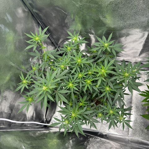 Tangerine Dream growlog timeline photo