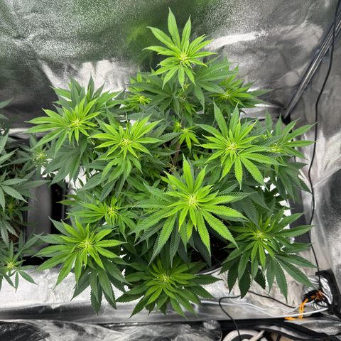Pink Kush growlog timeline photo
