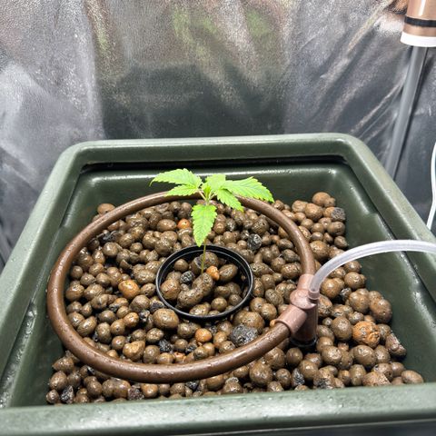 Mimosa x Orange Punch growlog timeline photo