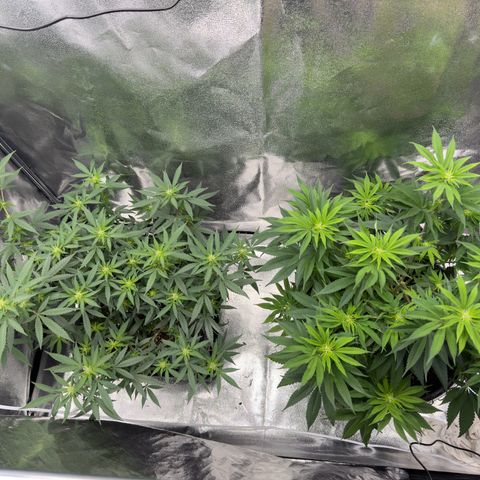 Tangerine Dream growlog timeline photo