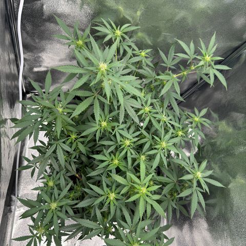 Tangerine Dream growlog timeline photo