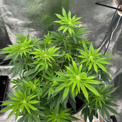Pink Kush growlog timeline photo