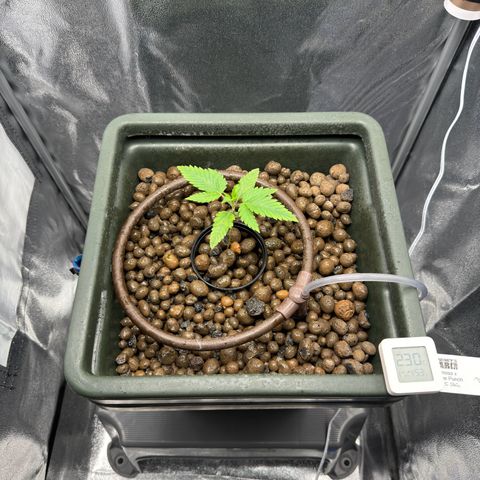 Mimosa x Orange Punch growlog timeline photo