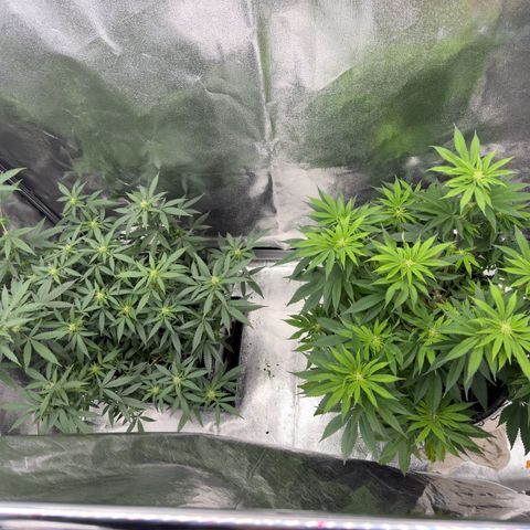 Tangerine Dream growlog timeline photo