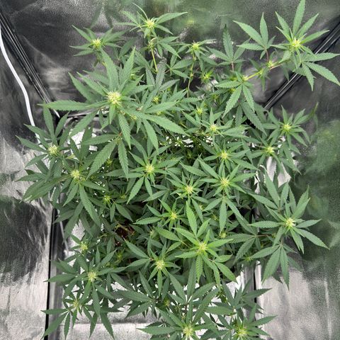 Tangerine Dream growlog timeline photo