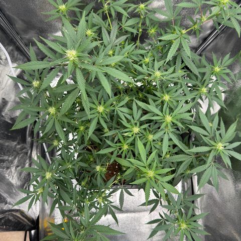 Tangerine Dream growlog timeline photo