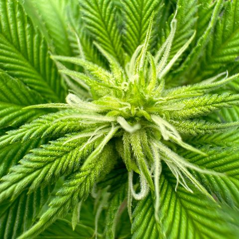Pink Kush growlog timeline photo