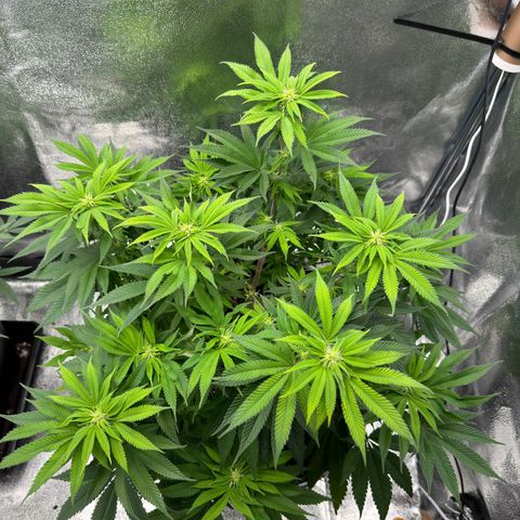 Pink Kush growlog timeline photo