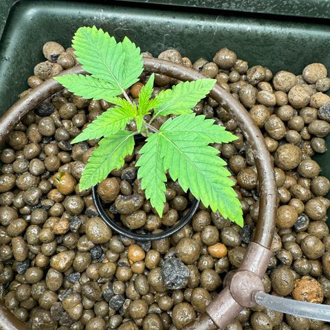 Mimosa x Orange Punch growlog timeline photo