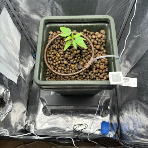 Mimosa x Orange Punch growlog timeline photo
