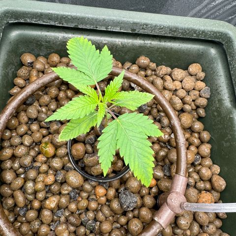 Mimosa x Orange Punch growlog timeline photo
