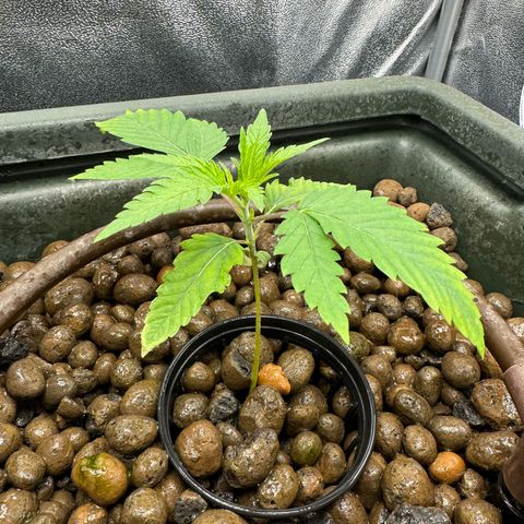 Mimosa x Orange Punch growlog timeline photo
