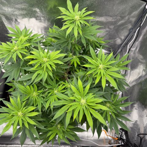 Pink Kush growlog timeline photo