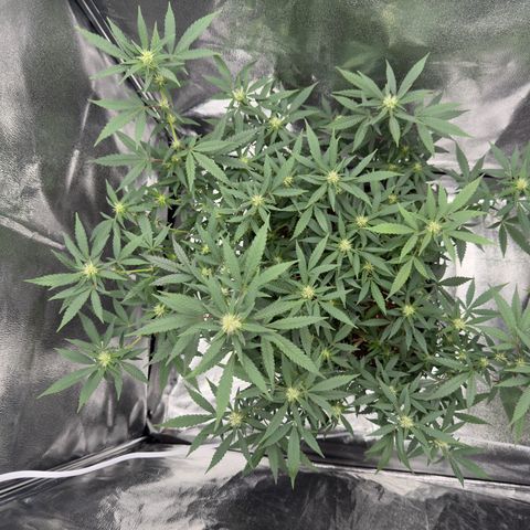 Tangerine Dream growlog timeline photo