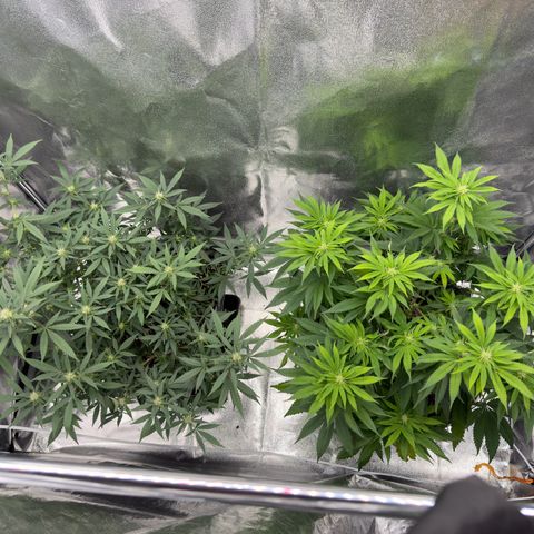 Tangerine Dream growlog timeline photo