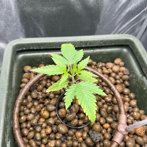Mimosa x Orange Punch growlog timeline photo