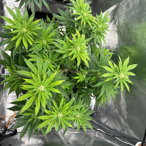 Pink Kush growlog timeline photo