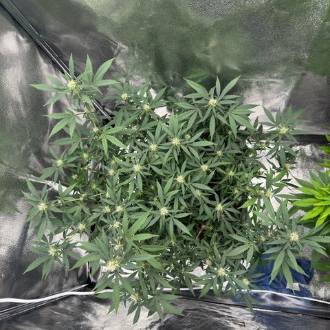 Tangerine Dream growlog timeline photo