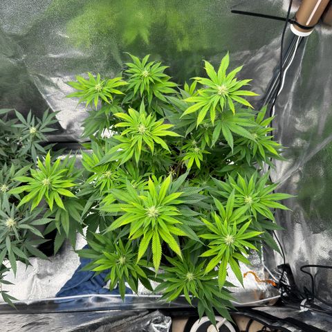 Pink Kush growlog timeline photo