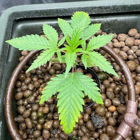 Mimosa x Orange Punch growlog timeline photo