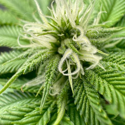 Pink Kush growlog timeline photo