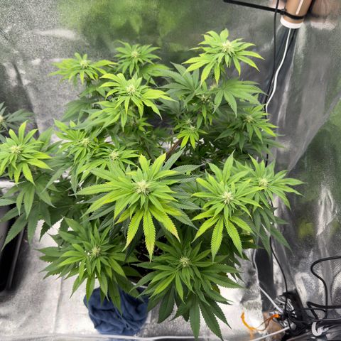 Pink Kush growlog timeline photo