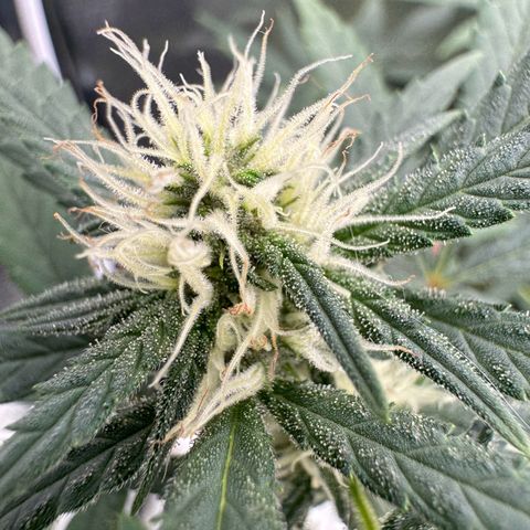 Tangerine Dream growlog timeline photo