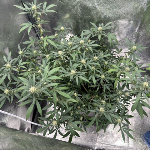 Tangerine Dream growlog timeline photo