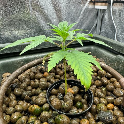 Mimosa x Orange Punch growlog timeline photo