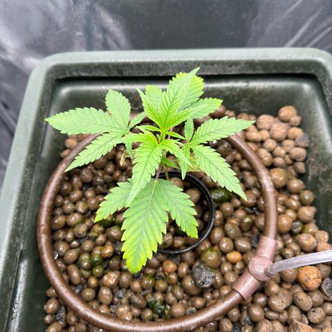 Mimosa x Orange Punch growlog timeline photo