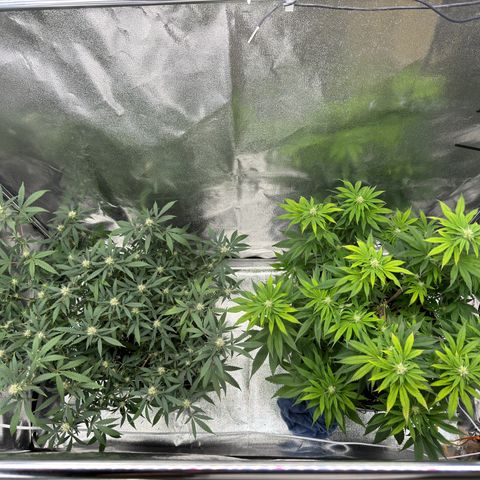 Tangerine Dream growlog timeline photo
