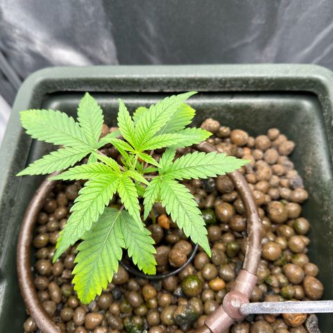 Mimosa x Orange Punch growlog timeline photo