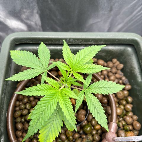 Mimosa x Orange Punch growlog timeline photo