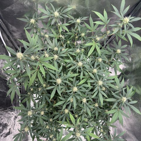 Tangerine Dream growlog timeline photo