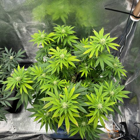 Pink Kush growlog timeline photo