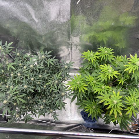 Tangerine Dream growlog timeline photo